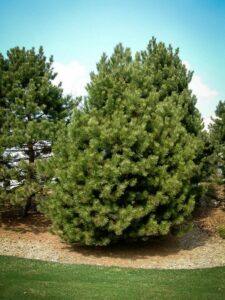 Сосна Чёрная (Pinus Nigra) купить по цене от 270.00р. в интернет-магазине «Посадика» с доставкой почтой в в Нестерове и по всей России – [изображение №1].