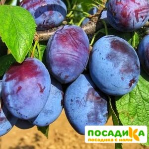 Слива Чачакская ранняя купить по цене от 229.00р. в интернет-магазине «Посадика» с доставкой почтой в в Нестерове и по всей России – [изображение №1].