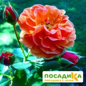 Роза Арабия купить по цене от 350.00р. в интернет-магазине «Посадика» с доставкой почтой в в Нестерове и по всей России – [изображение №1].