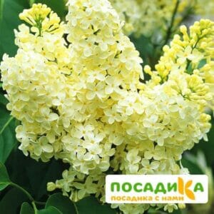 Сирень Примроуз (Primrose) купить по цене от 529.00р. в интернет-магазине «Посадика» с доставкой почтой в в Нестерове и по всей России – [изображение №1].