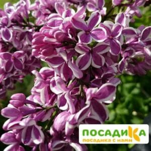 Сирень Сенсация купить по цене от 529.00р. в интернет-магазине «Посадика» с доставкой почтой в в Нестерове и по всей России – [изображение №1].