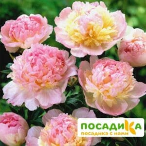 Пион Распберри Сандей (Paeonia Raspberry Sundae) купить по цене от 959р. в интернет-магазине «Посадика» с доставкой почтой в в Нестерове и по всей России – [изображение №1].