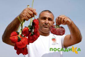 Клубника Гигант Джорнея купить по цене от 266р. в интернет-магазине «Посадика» с доставкой почтой в в Нестерове и по всей России – [изображение №1].
