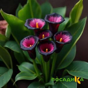 Калла Аура Лейс купить по цене от 400р. в интернет-магазине «Посадика» с доставкой почтой в в Нестерове и по всей России – [изображение №1].