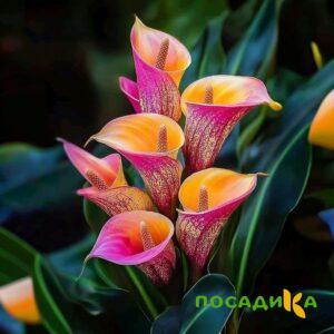 Калла Оникс купить по цене от 450р. в интернет-магазине «Посадика» с доставкой почтой в в Нестерове и по всей России – [изображение №1].