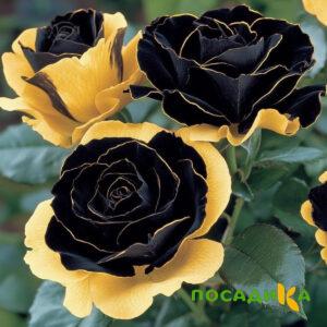 Роза Ханни Сикл купить по цене от 700р. в интернет-магазине «Посадика» с доставкой почтой в в Нестерове и по всей России – [изображение №1].