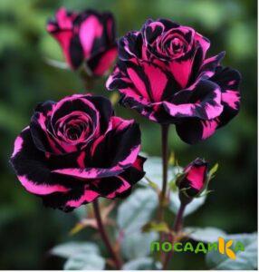 Роза Багровый Шепот купить по цене от 366р. в интернет-магазине «Посадика» с доставкой почтой в в Нестерове и по всей России – [изображение №1].
