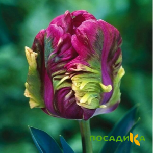 Тюльпан Экзотик Хэвен купить по цене от 186р. в интернет-магазине «Посадика» с доставкой почтой в в Нестерове и по всей России – [изображение №1].