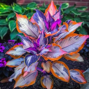 Хоста Эмеральд Тиара купить по цене от 602р. в интернет-магазине «Посадика» с доставкой почтой в в Нестерове и по всей России – [изображение №1].