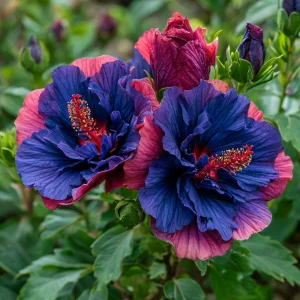 Гибискус Роуз Шайн купить по цене от 360р. в интернет-магазине «Посадика» с доставкой почтой в в Нестерове и по всей России – [изображение №1].