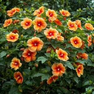 Гибискус Кристал Рэй купить по цене от 458р. в интернет-магазине «Посадика» с доставкой почтой в в Нестерове и по всей России – [изображение №1].