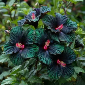 Гибискус Пикок Плюм купить по цене от 490р. в интернет-магазине «Посадика» с доставкой почтой в в Нестерове и по всей России – [изображение №1].