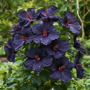 Гибискус Мэджик Момент купить по цене от 699р. в интернет-магазине «Посадика» с доставкой почтой в в Нестерове и по всей России – [изображение №1].