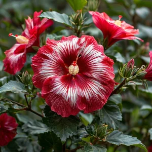 Гибискус Пурпл Мистик купить по цене от 360р. в интернет-магазине «Посадика» с доставкой почтой в в Нестерове и по всей России – [изображение №1].