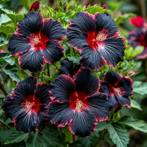 Гибискус садовый Файер Дэнсер купить по цене от 450р. в интернет-магазине «Посадика» с доставкой почтой в в Нестерове и по всей России – [изображение №1].